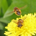 Eristalis nemorum, hoverfly, female with male, Alan Prowse